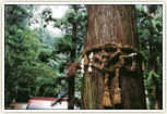 神渕神社の大杉