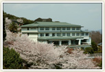 国民宿舎良寛荘と桜