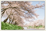 新境川桜並木