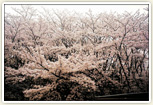 西山霊園の桜