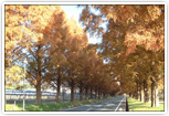 紅葉のメタセコイア並木