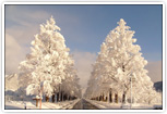 雪景色のメタセコイア並木