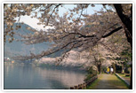 海津大崎の桜