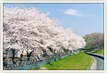 風情桜
