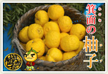 箕面の柚子