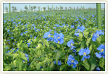 草津市の花「あおばな」