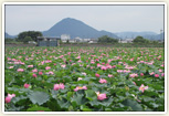 花ハスの群生(夏の烏丸半島)
