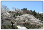 北小谷桜並木