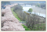 多摩川の桜並木