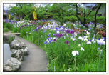 知立公園花しょうぶまつり