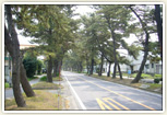 東海道松並木