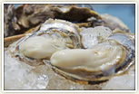 広田湾牡蠣