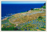 千枚田・春