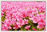 市の花・さつき