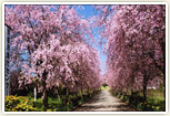 京都府・緑化センターのヤエベニしだれ桜