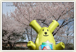 鶴舞公園は、桜の名所でもあります