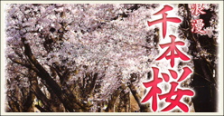 「赤城南面千本桜まつり」開催！