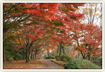 偕楽園公園のもみじ谷